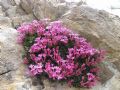 Daphne petraea